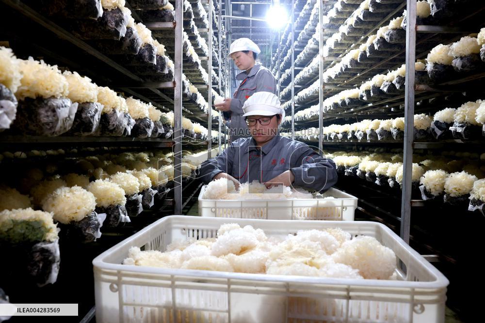 China Largest Commercial Production Base For Edible Fungi