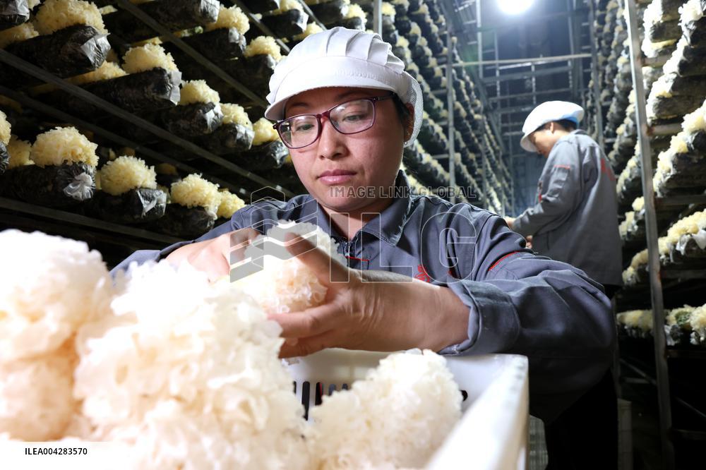 China Largest Commercial Production Base For Edible Fungi