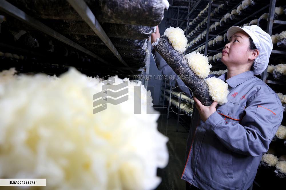 China Largest Commercial Production Base For Edible Fungi