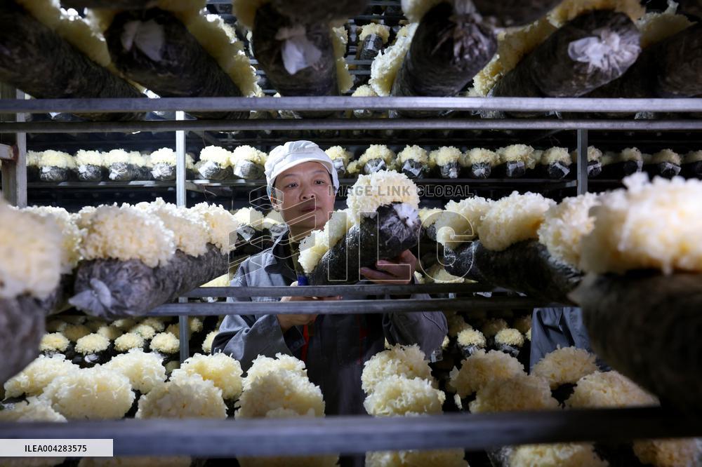 China Largest Commercial Production Base For Edible Fungi