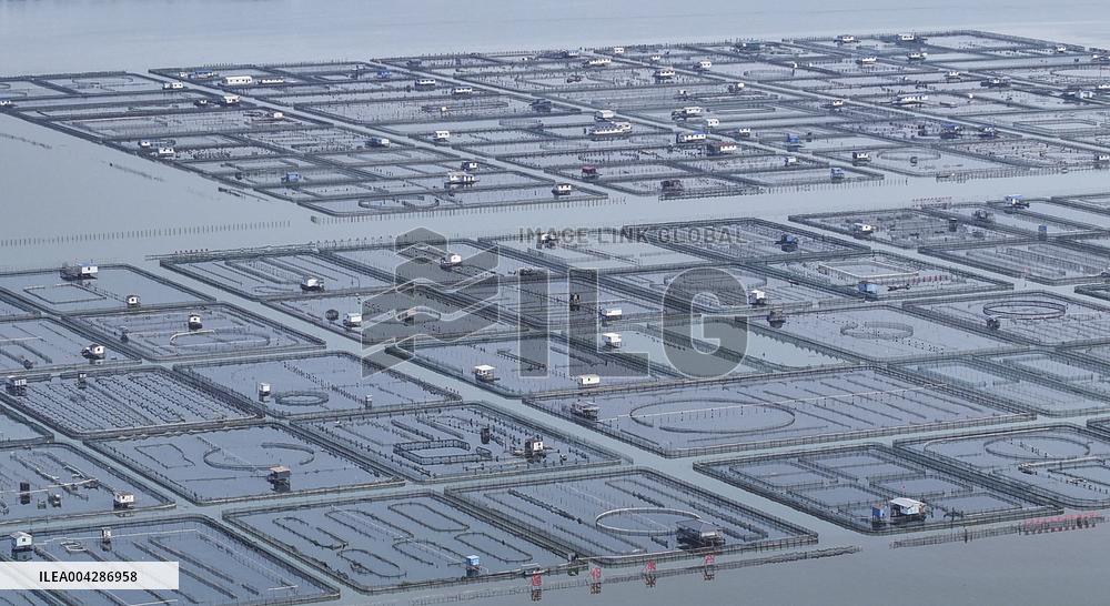 Yangcheng Lake Hairy Crab
