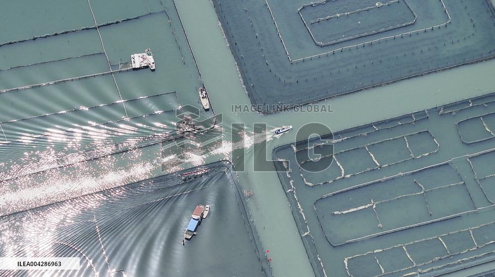 Yangcheng Lake Hairy Crab