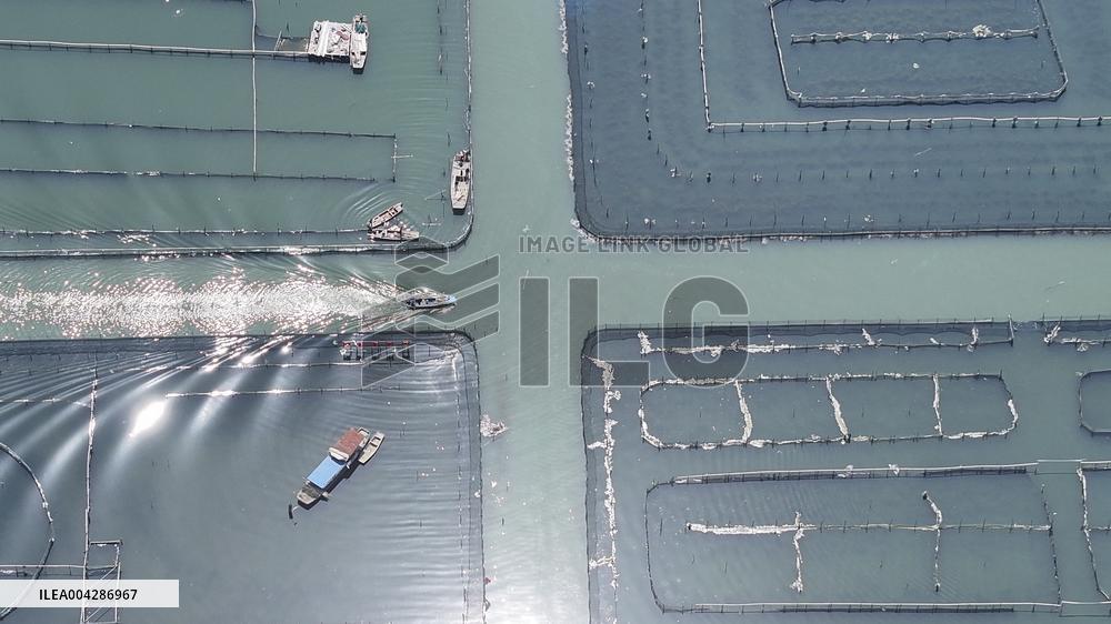 Yangcheng Lake Hairy Crab