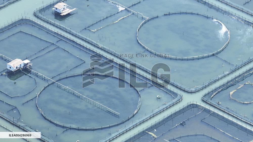 Yangcheng Lake Hairy Crab