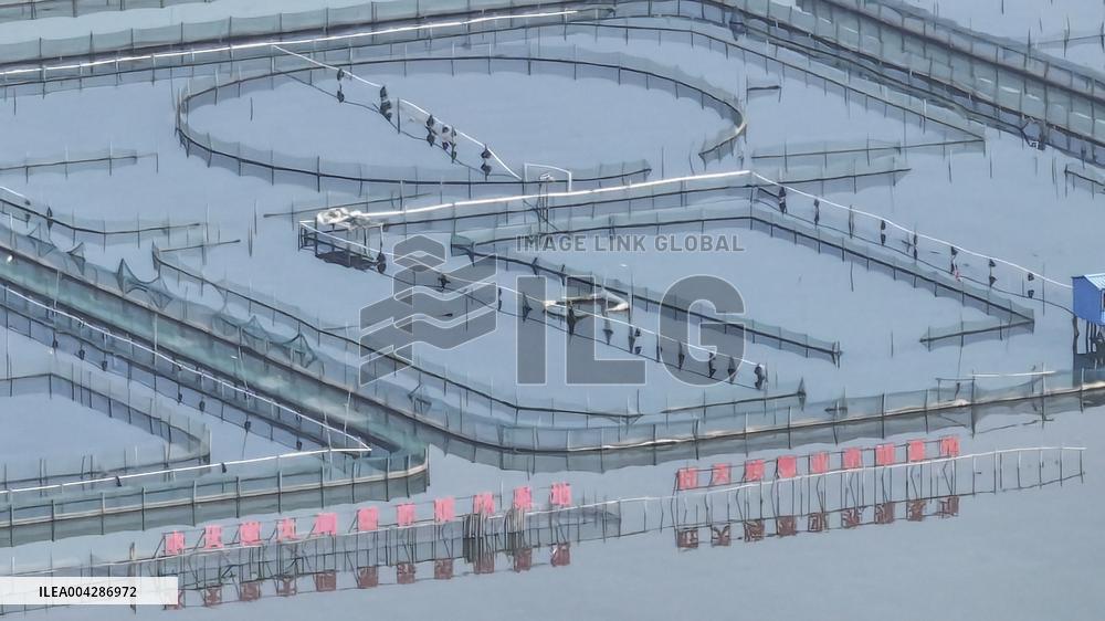 Yangcheng Lake Hairy Crab