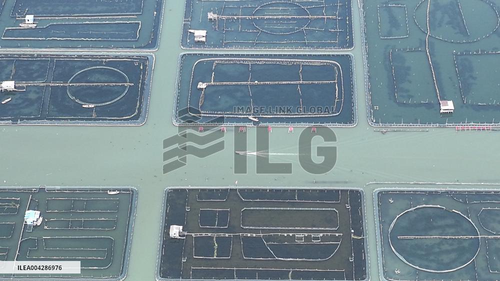 Yangcheng Lake Hairy Crab