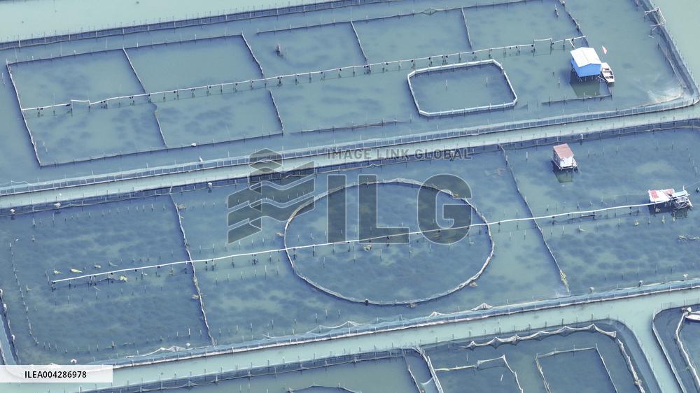 Yangcheng Lake Hairy Crab