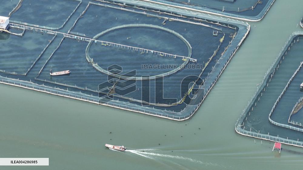 Yangcheng Lake Hairy Crab