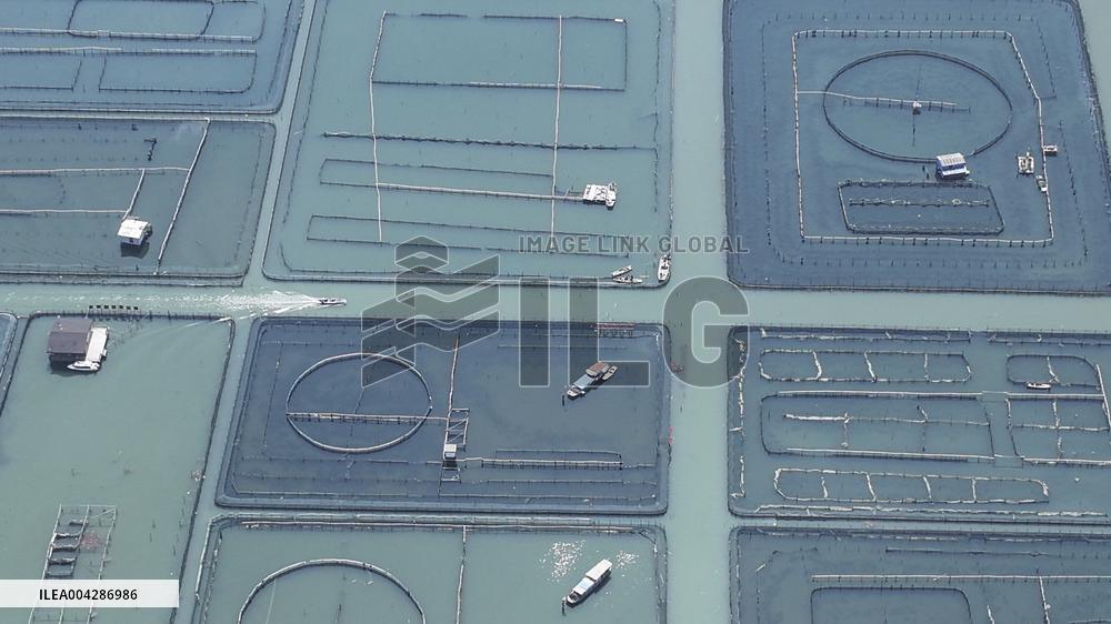 Yangcheng Lake Hairy Crab