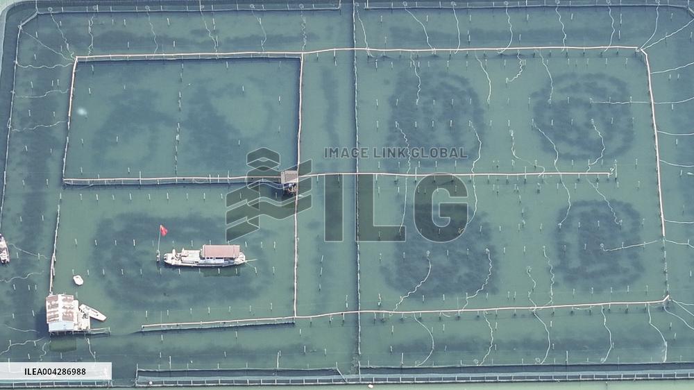 Yangcheng Lake Hairy Crab