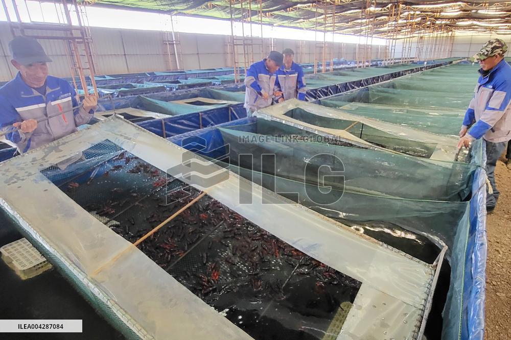 Crayfish Harvest in Lianyungang