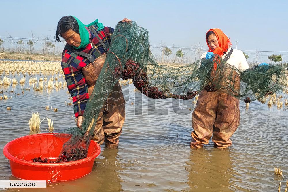 Crayfish Harvest in Lianyungang