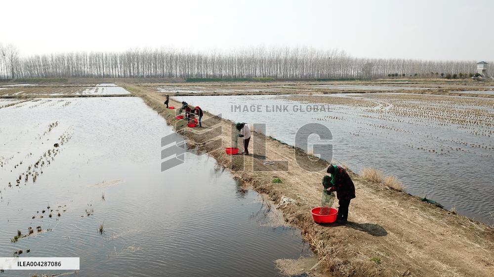 Crayfish Harvest in Lianyungang