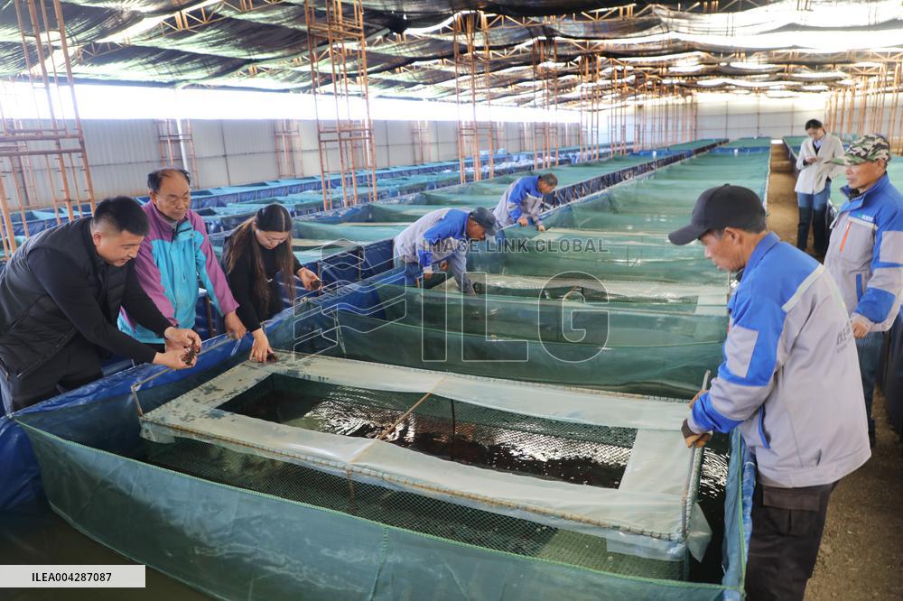 Crayfish Harvest in Lianyungang