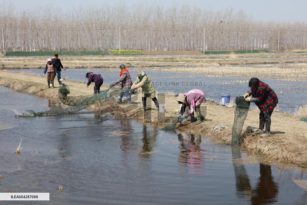 Crayfish Harvest in Lianyungang