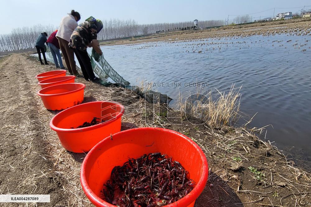 Crayfish Harvest in Lianyungang
