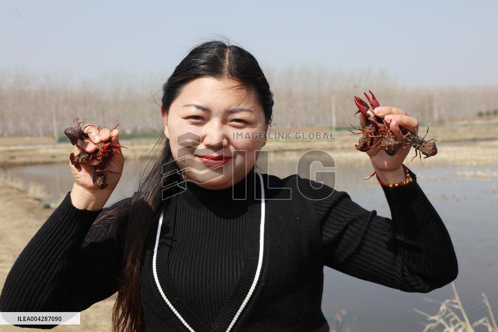 Crayfish Harvest in Lianyungang