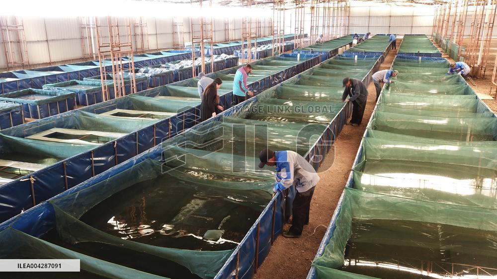 Crayfish Harvest in Lianyungang