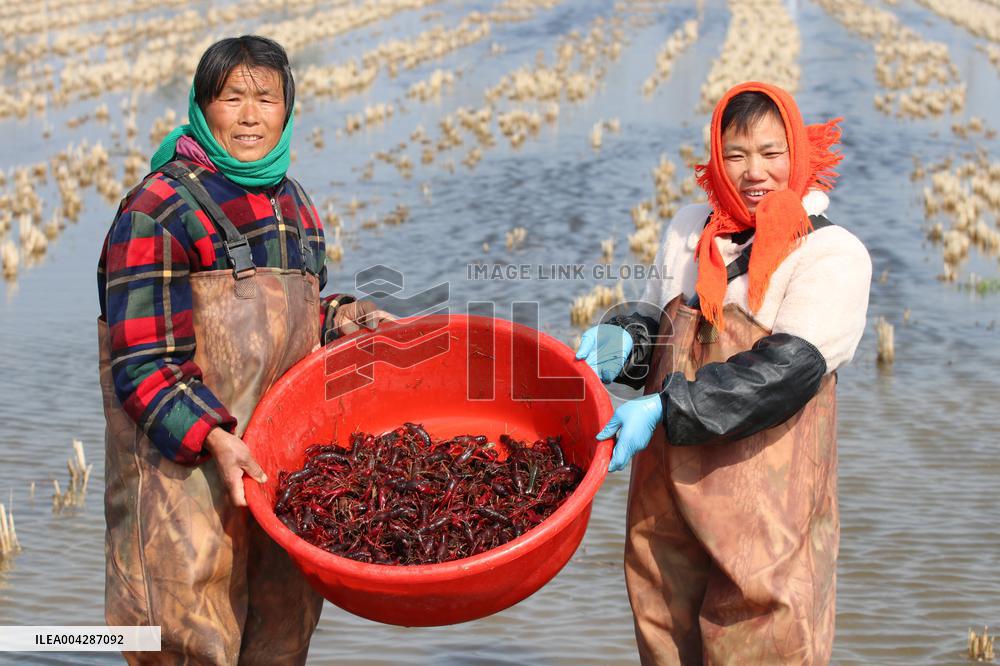 Crayfish Harvest in Lianyungang