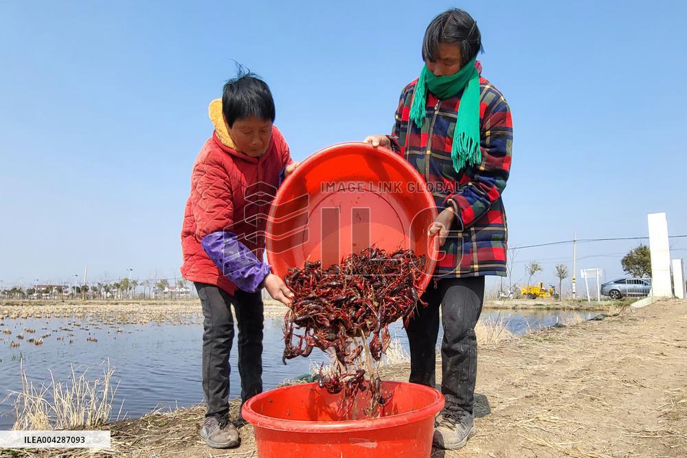 Crayfish Harvest in Lianyungang