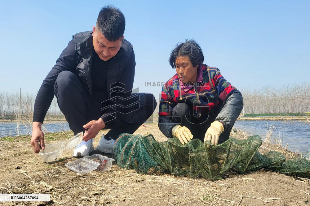 Crayfish Harvest in Lianyungang