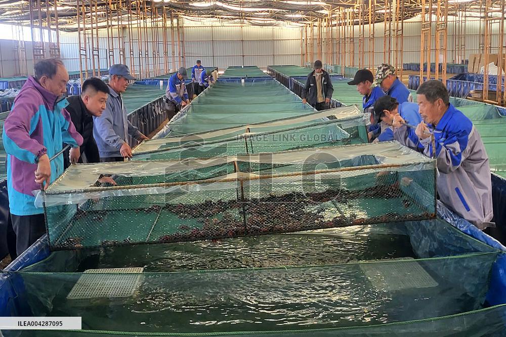 Crayfish Harvest in Lianyungang