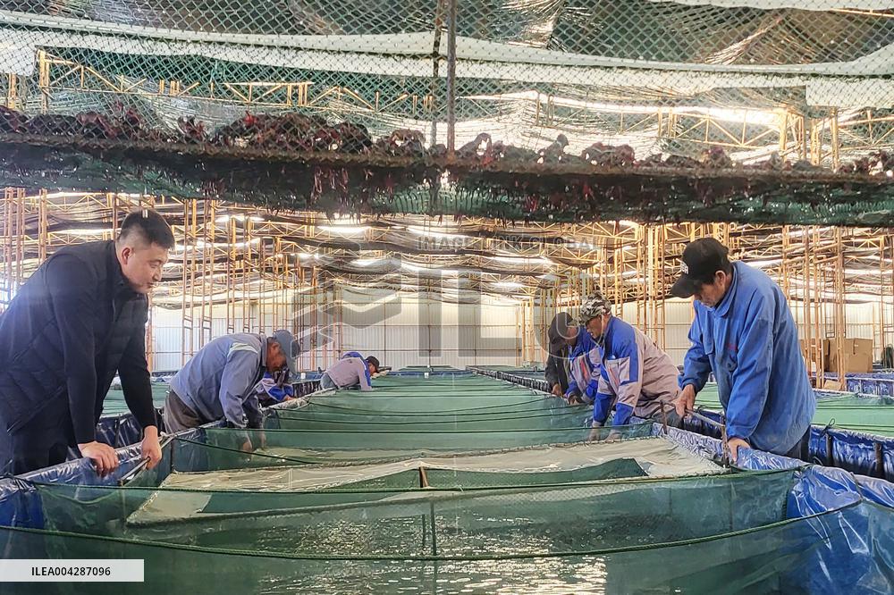Crayfish Harvest in Lianyungang