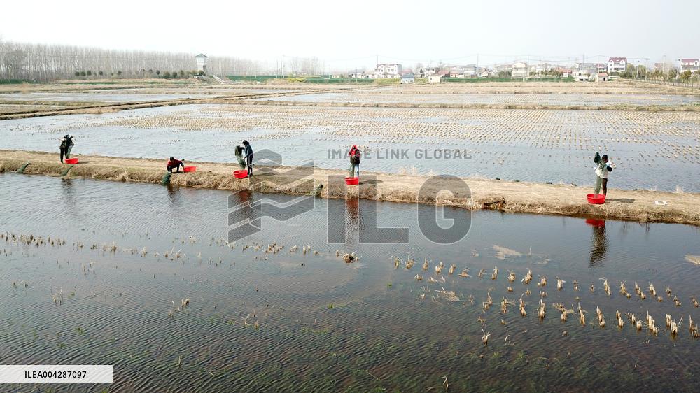 Crayfish Harvest in Lianyungang