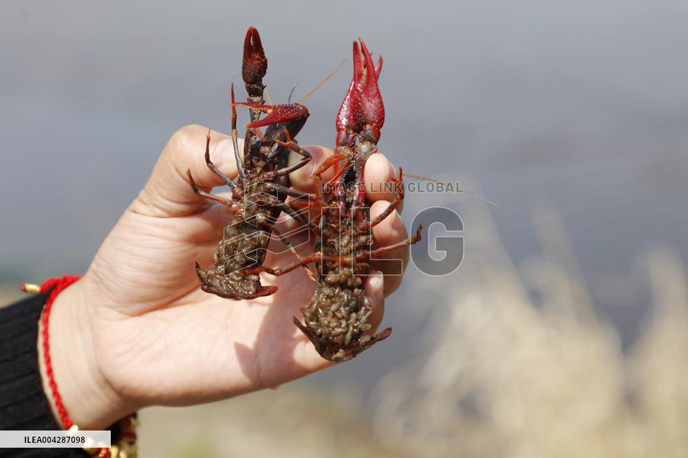 Crayfish Harvest in Lianyungang