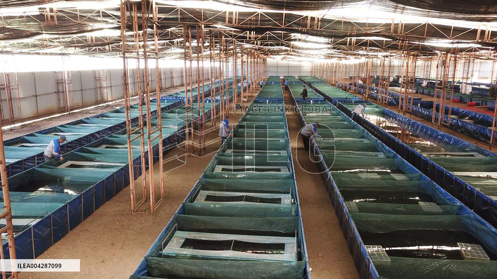 Crayfish Harvest in Lianyungang