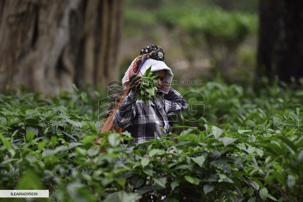 Women Workers Of Tea Garden - India