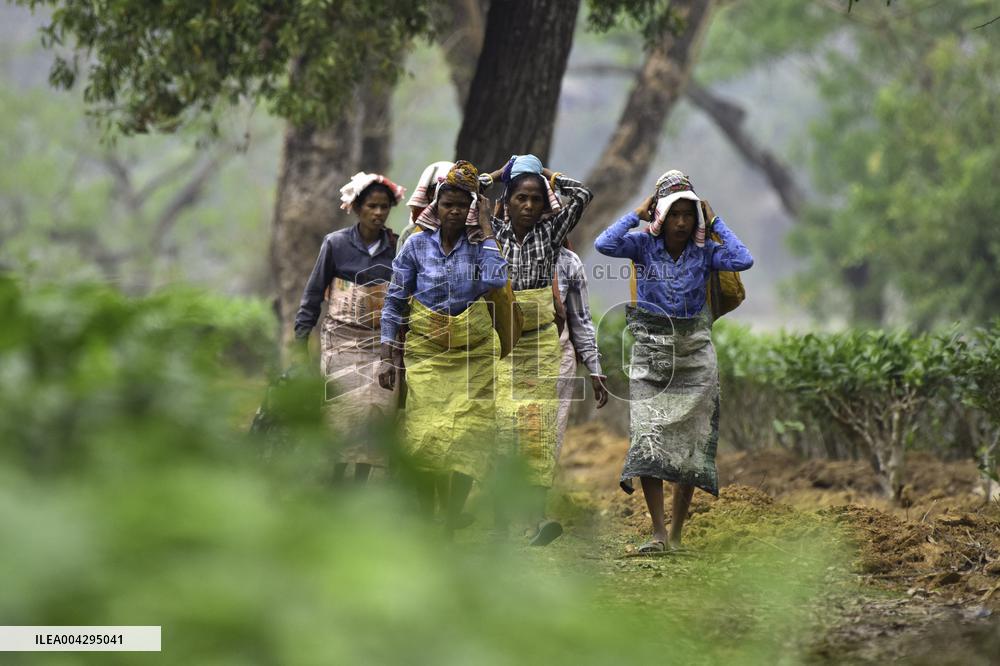 Women Workers Of Tea Garden - India