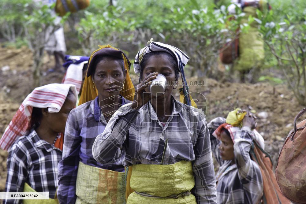 Women Workers Of Tea Garden - India