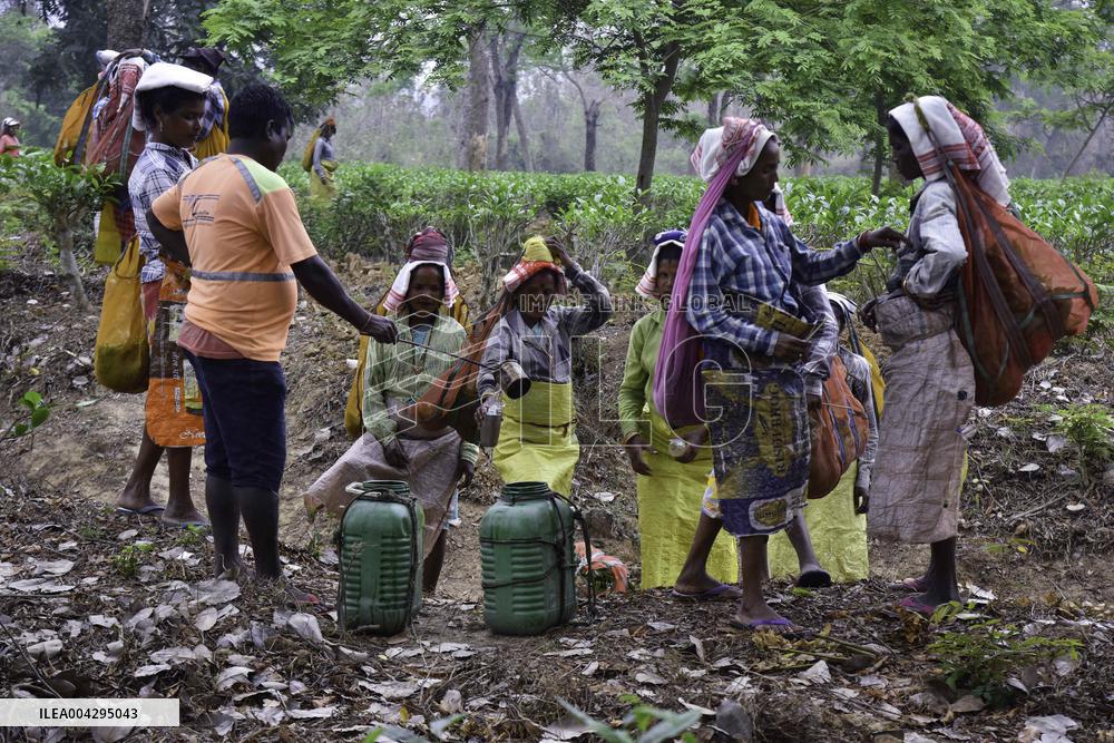 Women Workers Of Tea Garden - India