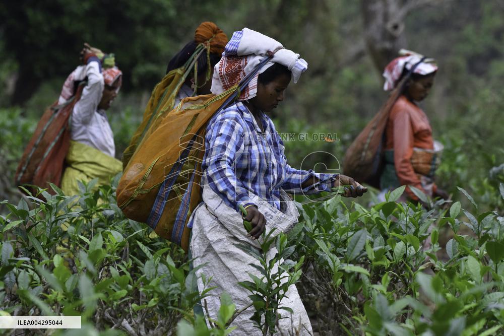 Women Workers Of Tea Garden - India