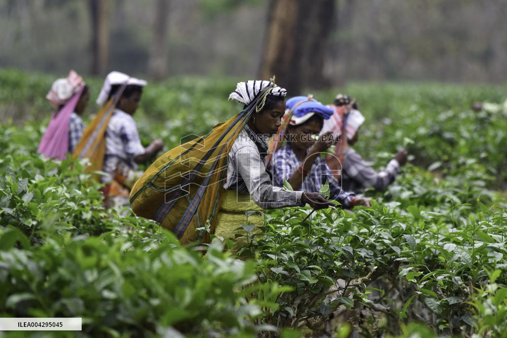 Women Workers Of Tea Garden - India