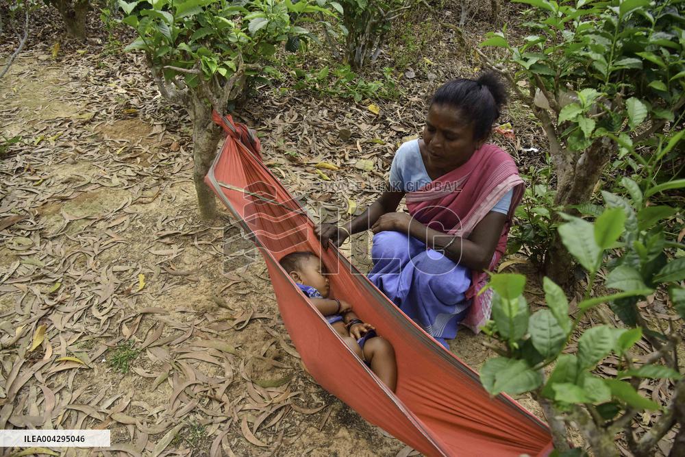 Women Workers Of Tea Garden - India