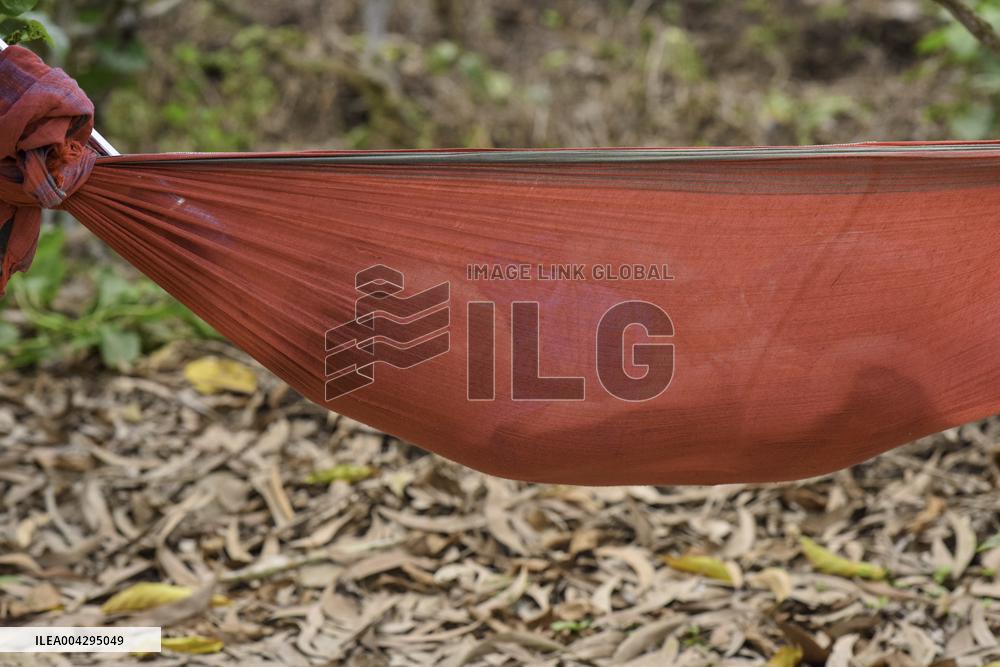 Women Workers Of Tea Garden - India