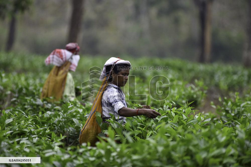 Women Workers Of Tea Garden - India