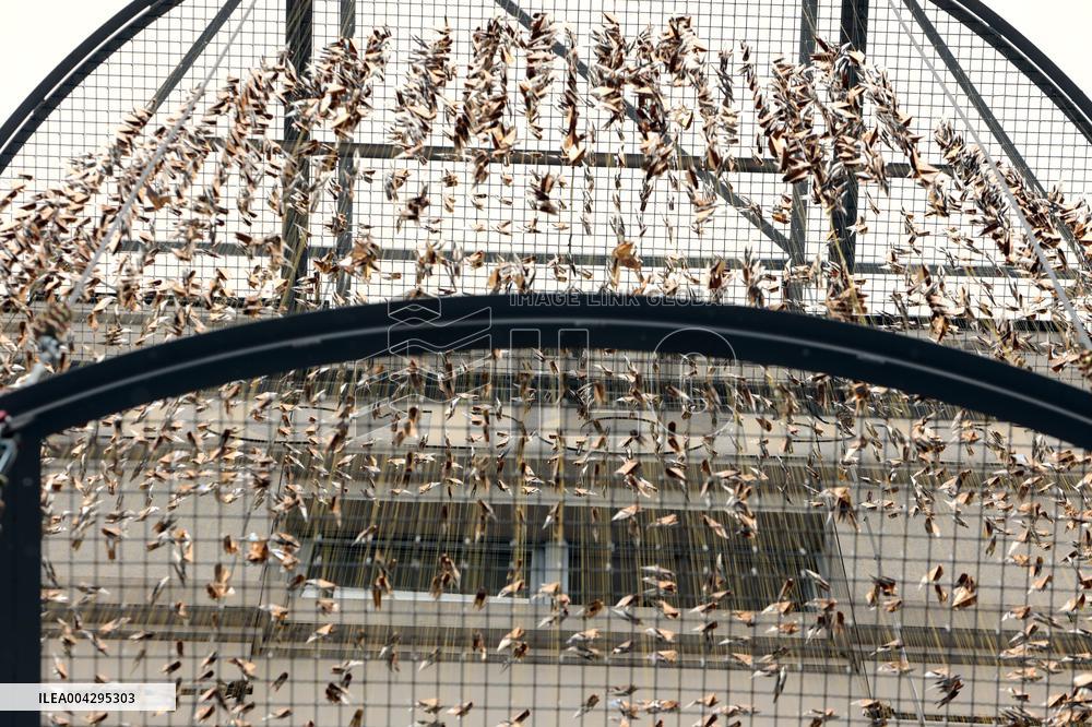 Art installation of 5,000 origami birds set up on facade of  Museum of Kyiv History