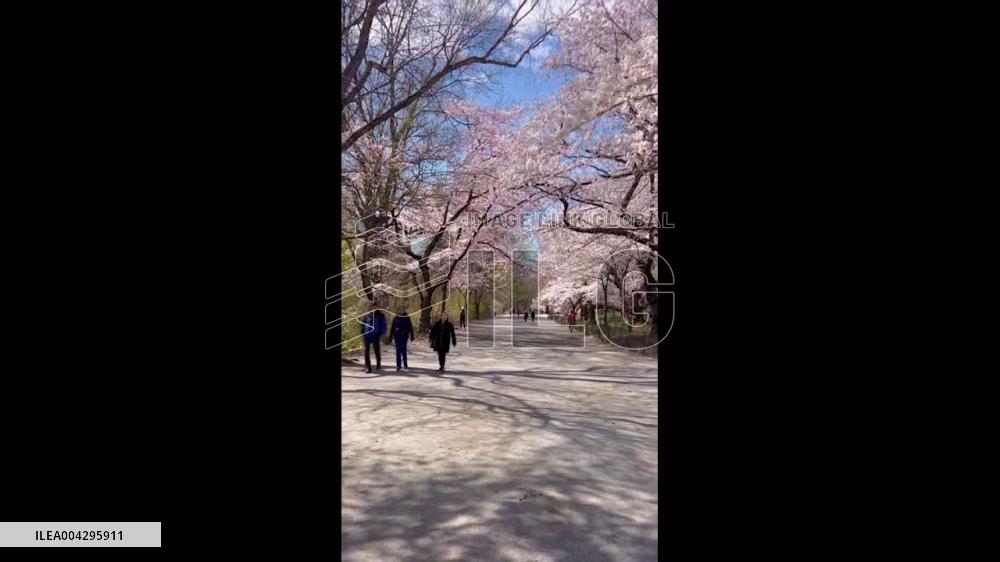 US: New York City Painted Pink by Spring Blossoms