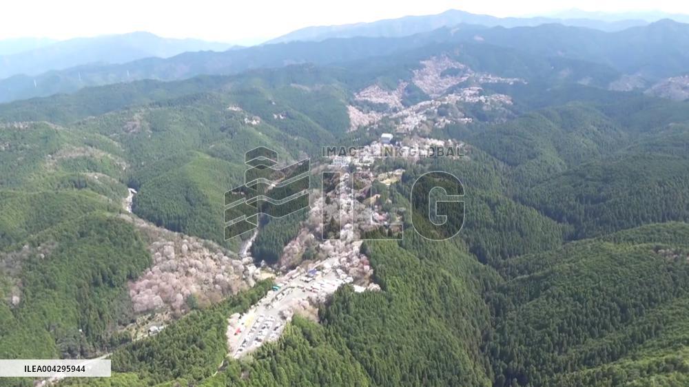 [Breaking News]Cherry blossoms at western Japan mountain