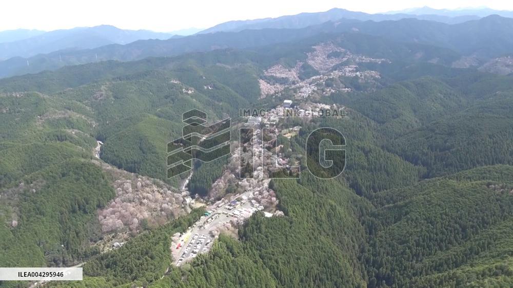 [Breaking News]Cherry blossoms at western Japan mountain