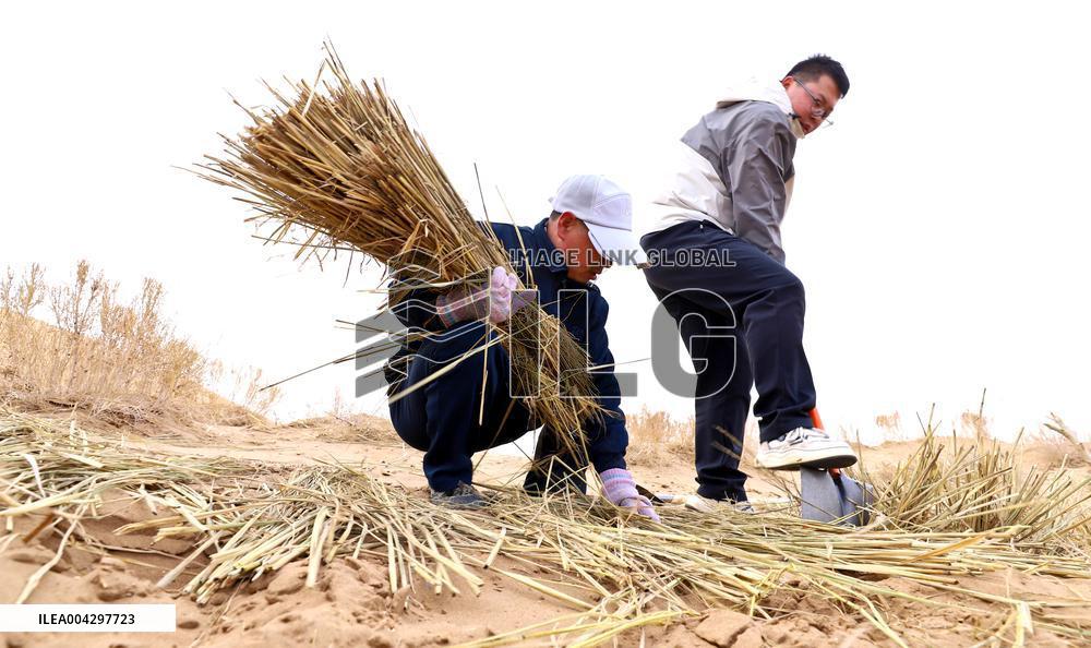 Green Desert Construction in Zhangye