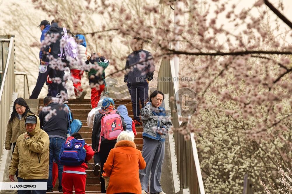 Windy And Dusty Weather in Hohhot