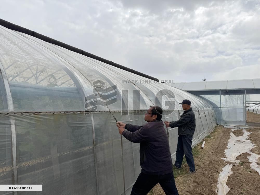 Farmers Reinforce Vegetable Greenhouses in Binzhou