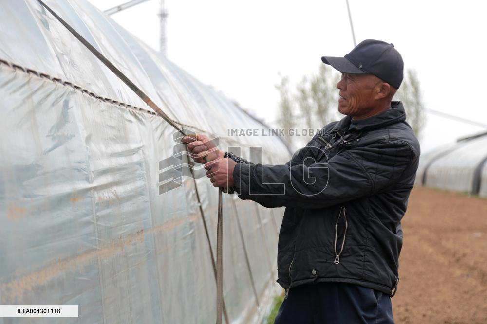 Farmers Reinforce Vegetable Greenhouses in Binzhou