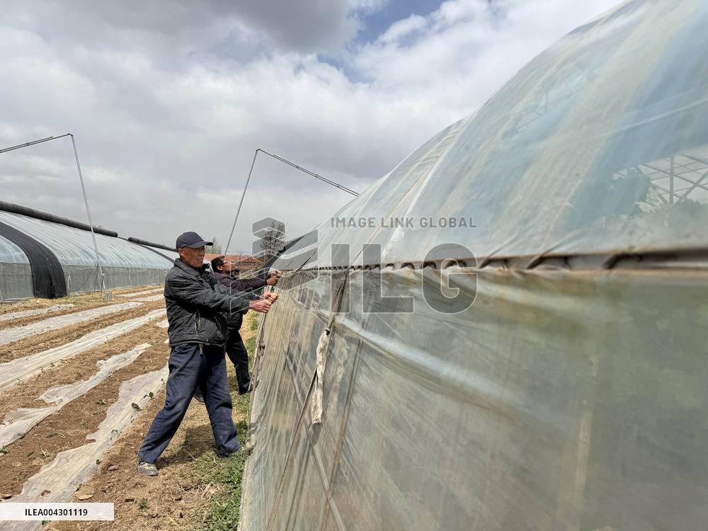 Farmers Reinforce Vegetable Greenhouses in Binzhou