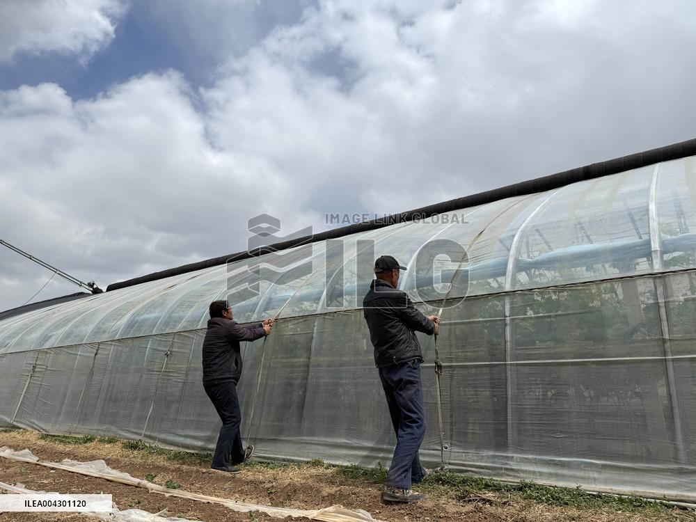 Farmers Reinforce Vegetable Greenhouses in Binzhou