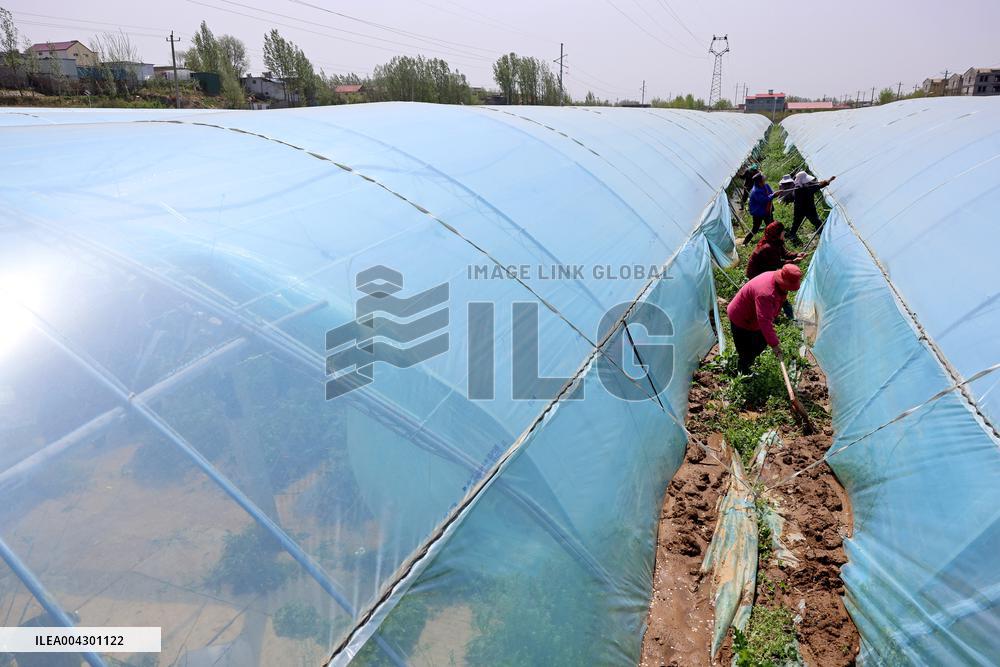 Farmers Reinforce Strawberry Greenhouses in Zaozhuang